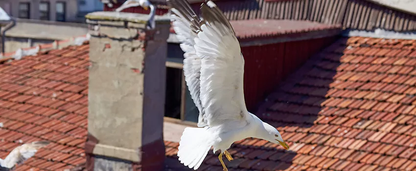 Residential Chimney Animal Removal Solution in Ashland, CA